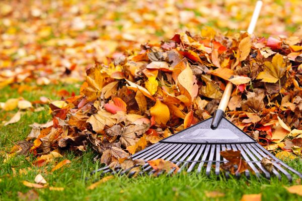 Cost of Leaves Removal in Douglasville
