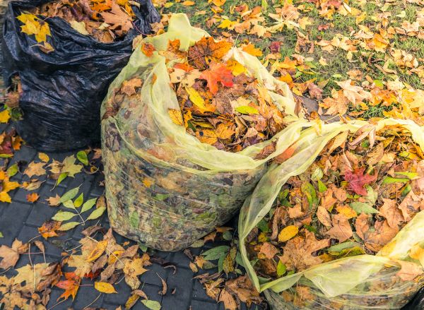 Cost of Yard Cleanup Service in Douglasville