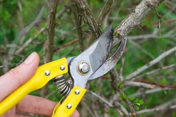 Limbs Removal in Douglasville