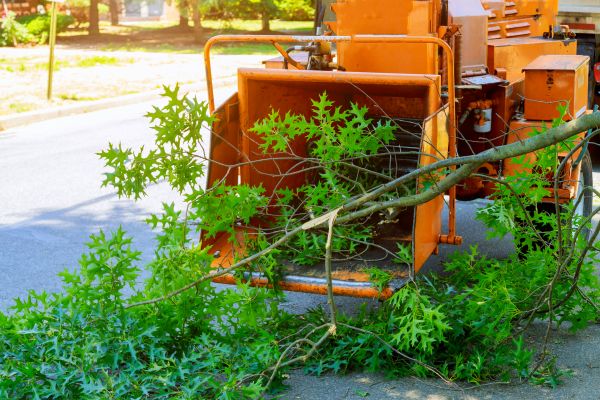 Tree Branches Removal in Douglasville