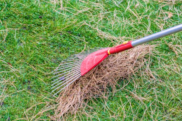 Cost of Pine Straw Raking in Douglasville