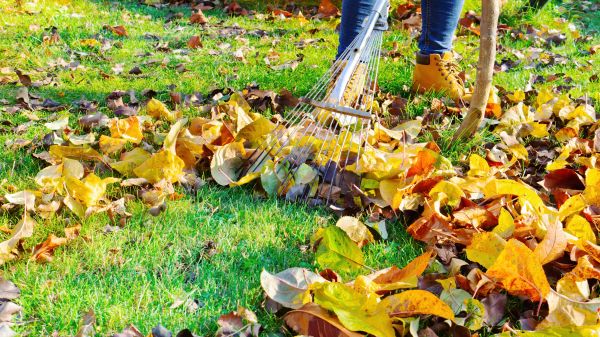 Cost of Lawn Cleanup Service in Douglasville