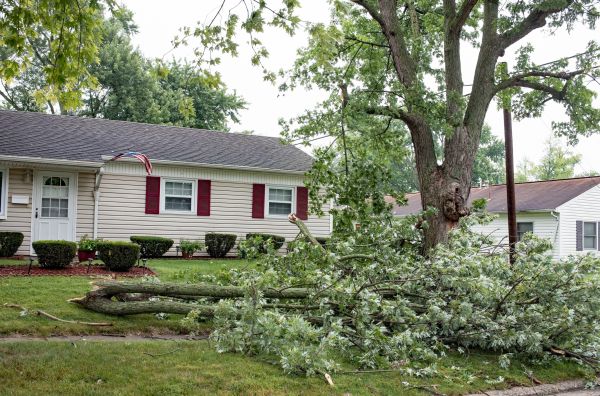 Fallen Branch Removal in Douglasville